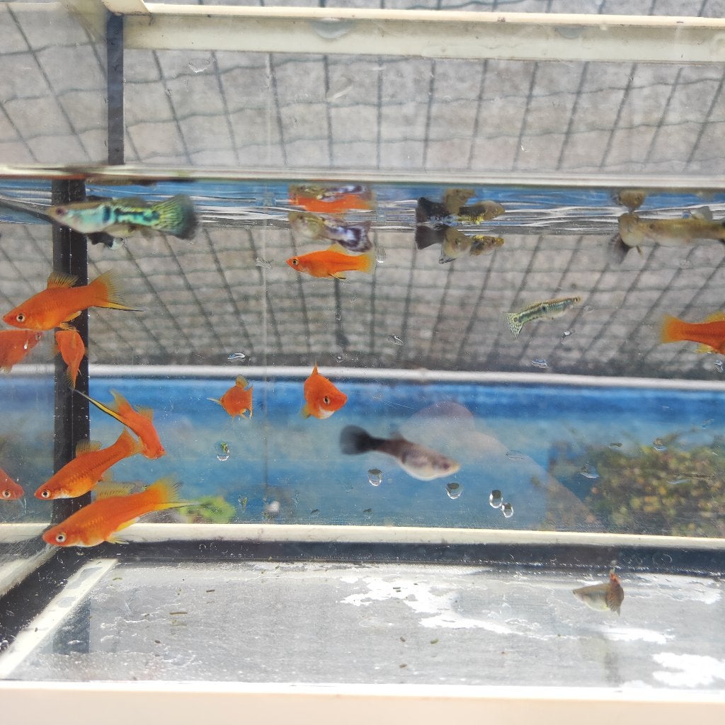 Zwaarddragers