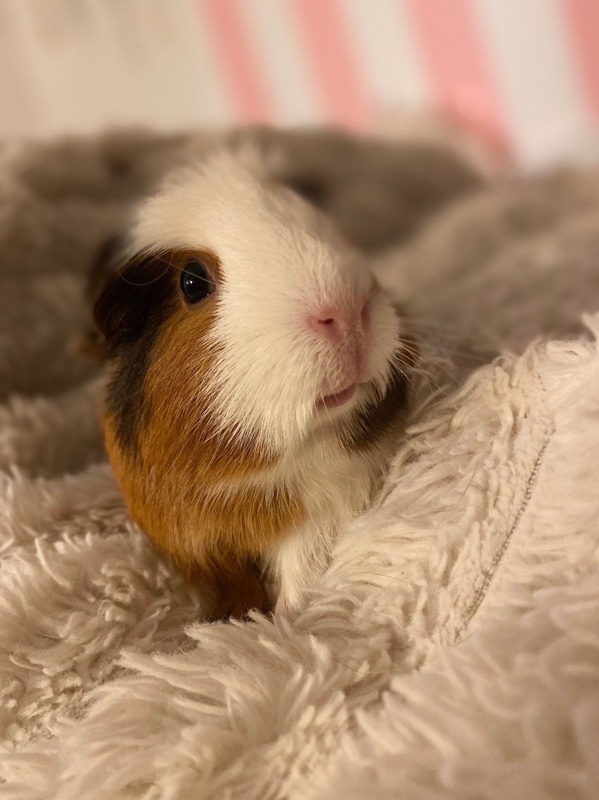 Cavia zeugje engels gekruid, Dieren en Toebehoren, Cavia, Juni, Vrouwelijk, Tam
