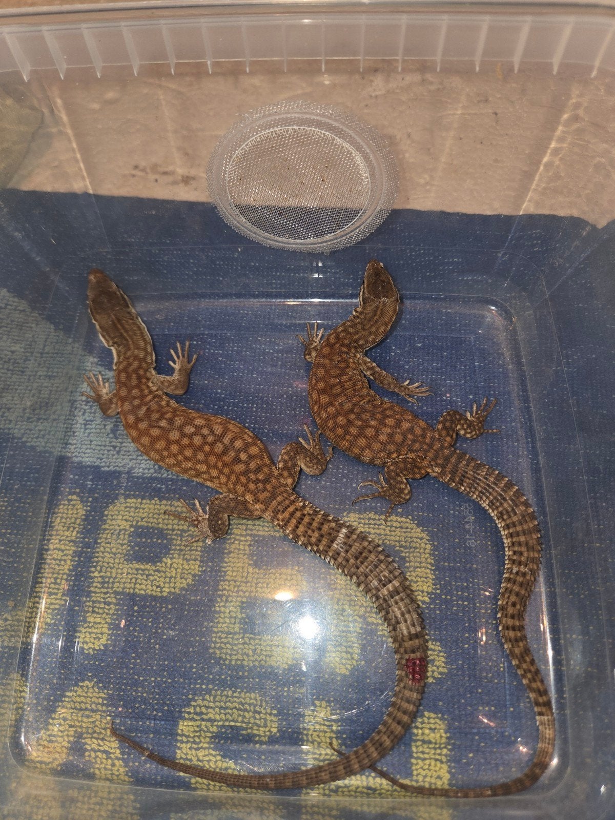 Varanus acanthurus red ackie 2025, Animaux & Accessoires, Reptiles & Amphibiens, Lézard, 0 à 2 ans