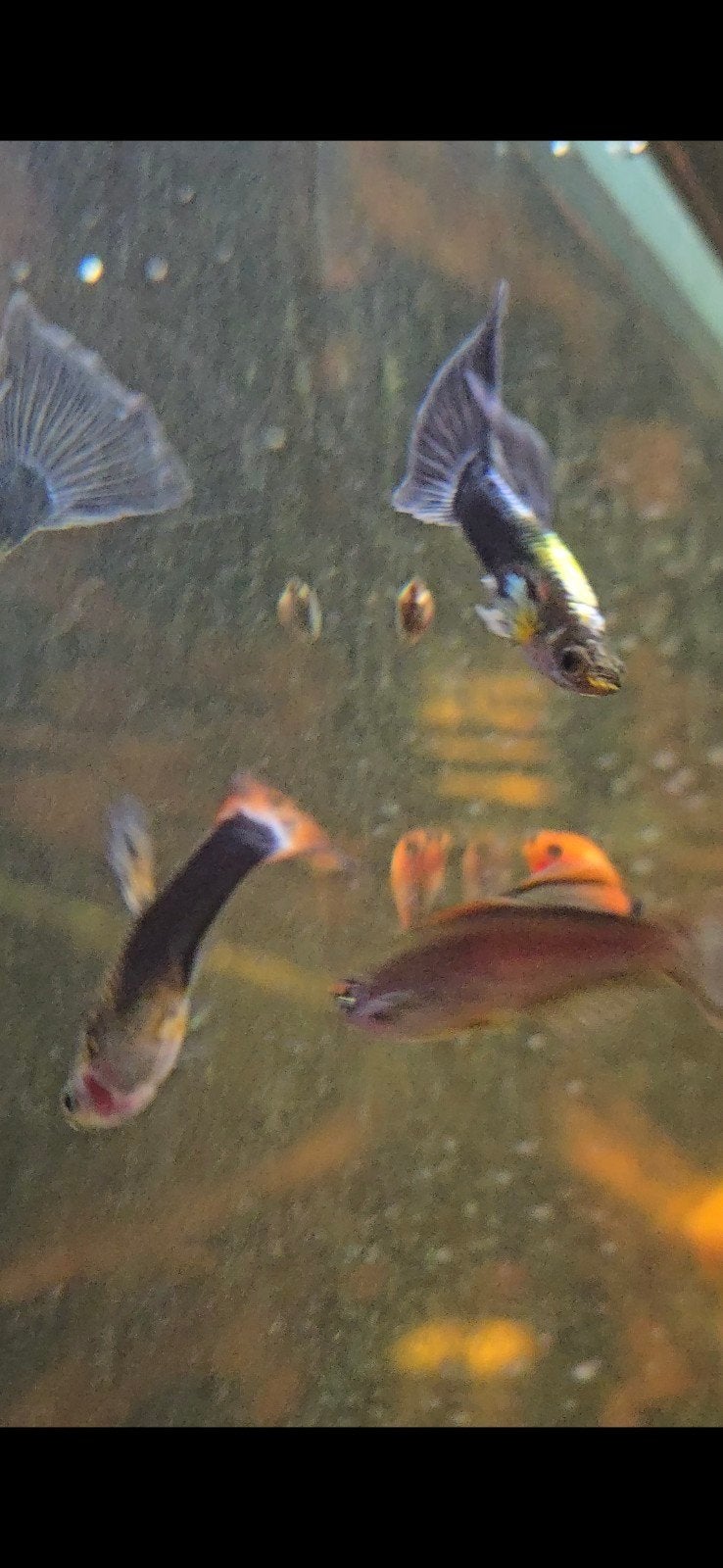 Mannelijke guppies, Dieren en Toebehoren, Vis, Zoetwatervis