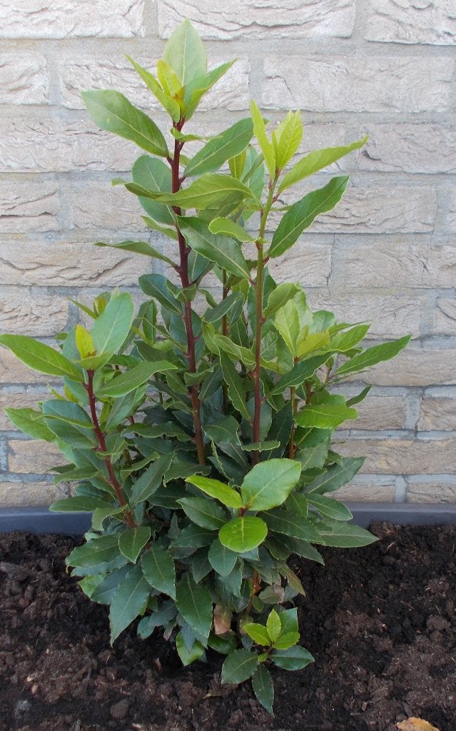Lauw lier struikje 60cm hoog, Tuin en Terras, Ophalen, Laurier, Struik