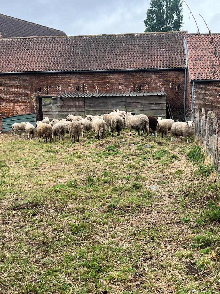 Moutons mâle