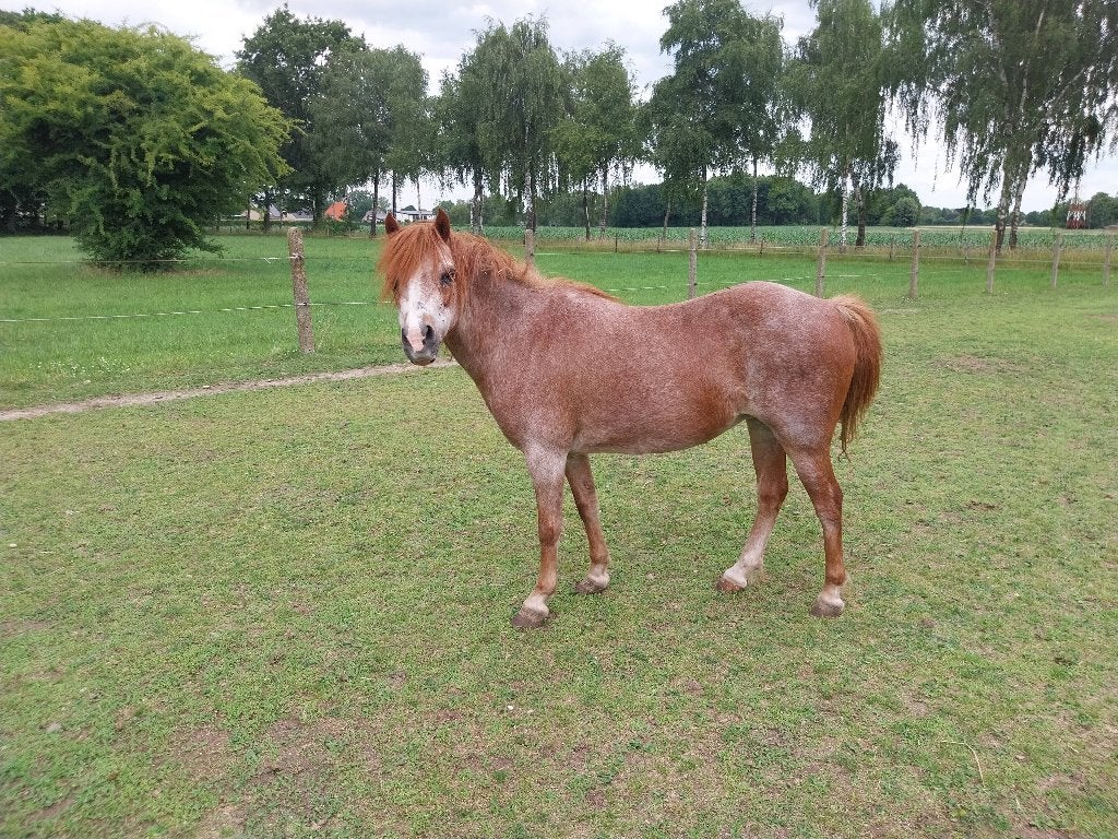 B-pony, B, 11 ans ou plus, Poney de récréation, Jument