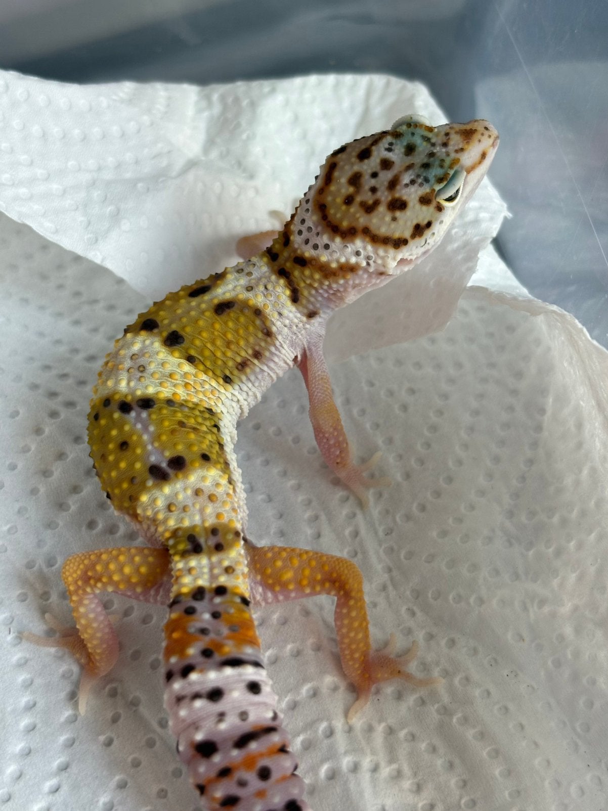 Wildkleur luipaardgekko man, Animaux & Accessoires, Reptiles & Amphibiens, Lézard, Domestique, 0 à 2 ans