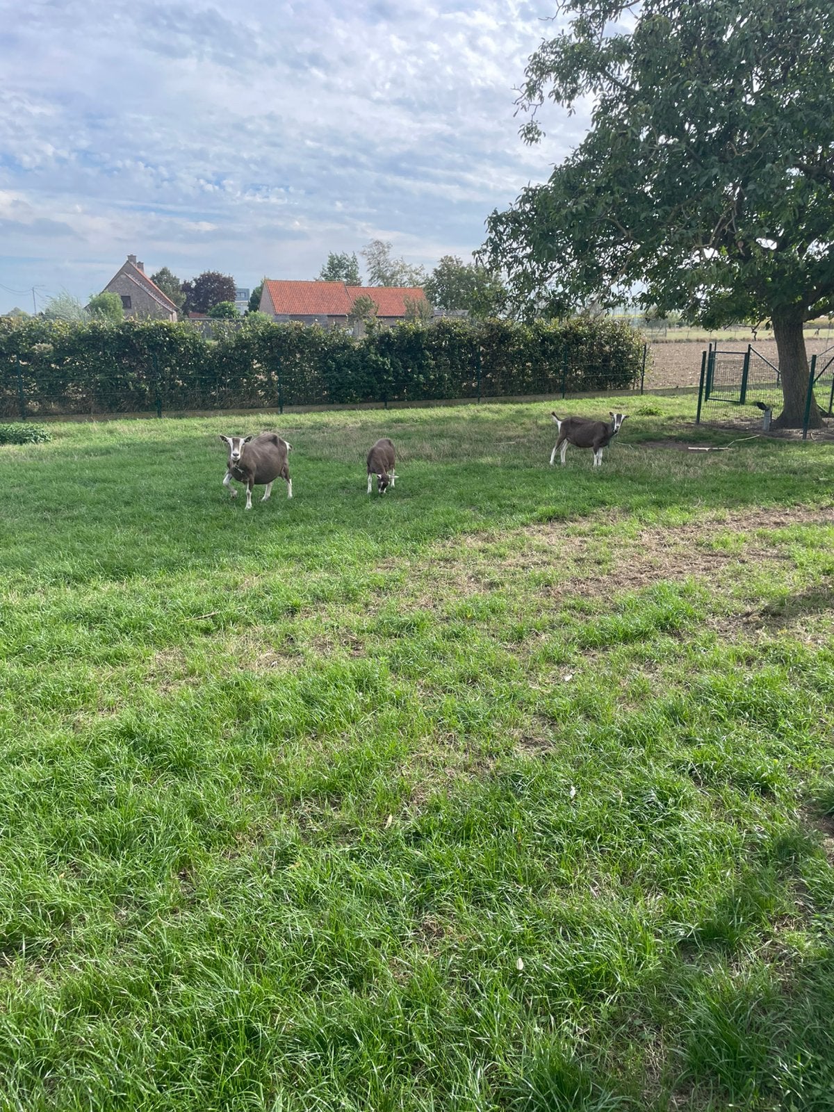 Toggenburger geiten en bokken te koop, Dieren en Toebehoren