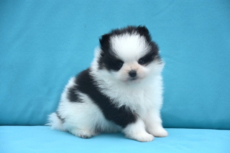 Prachtige Pomeriaan pupjes, België, Keeshond, CDV (hondenziekte), 8 tot 15 weken