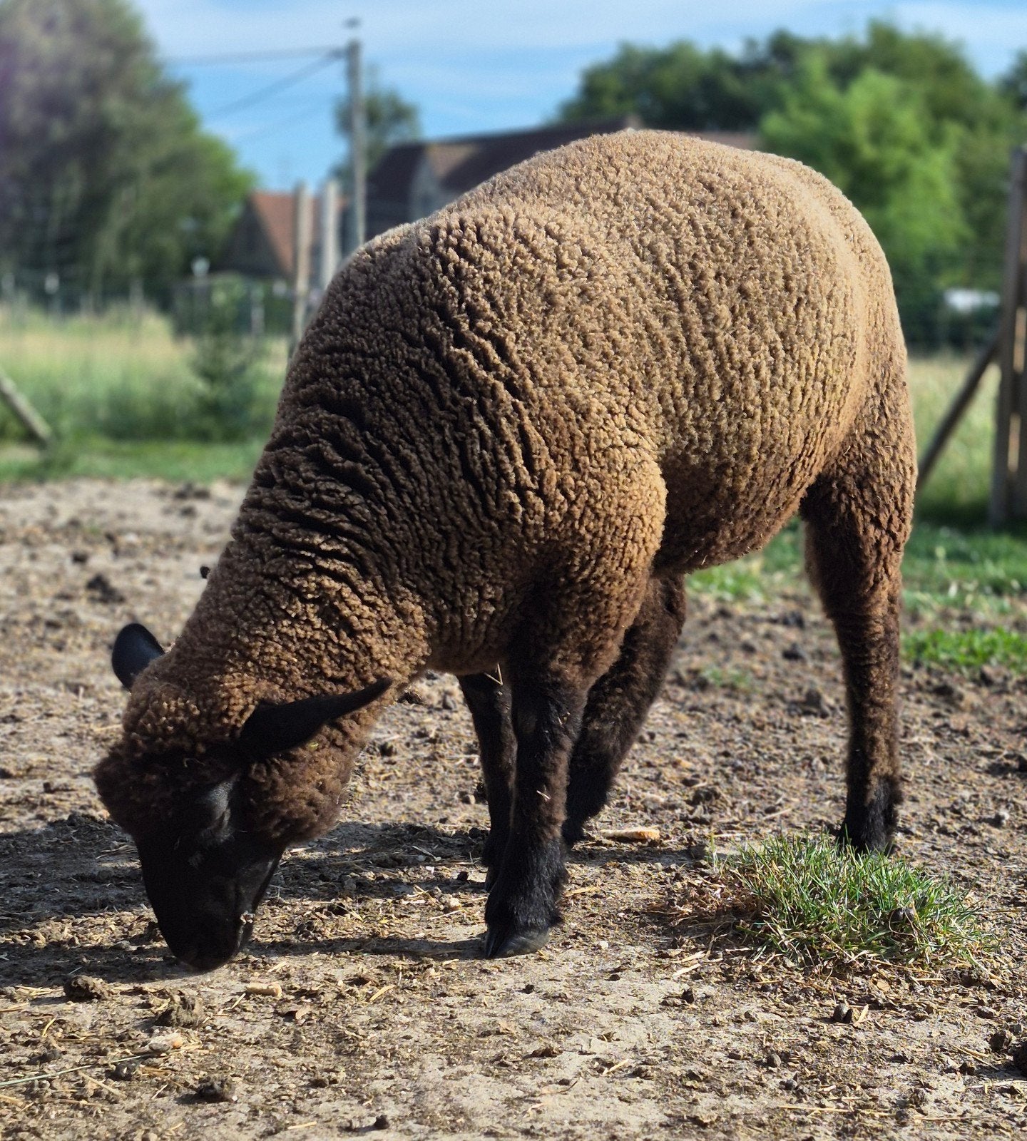 Ooilam, Dieren en Toebehoren, Schapen, Geiten en Varkens