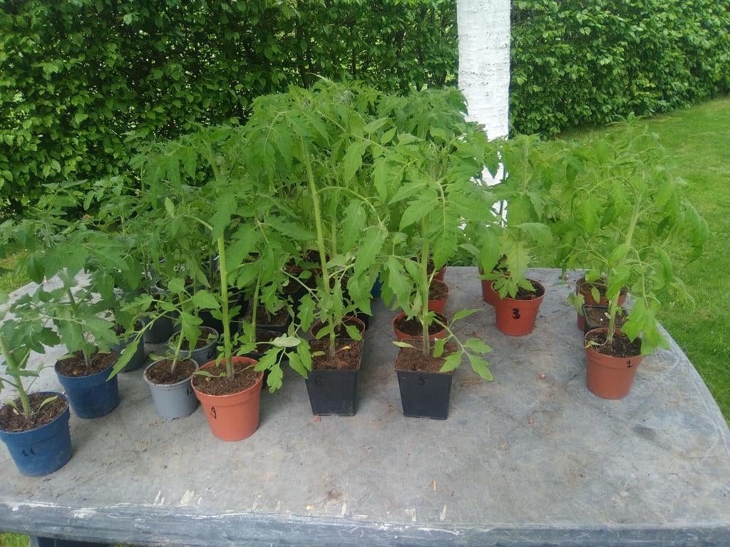 plants de tomates, Jardin & Terrasse, Plantes | Jardin, Annuelle, Plantes potagères, Enlèvement