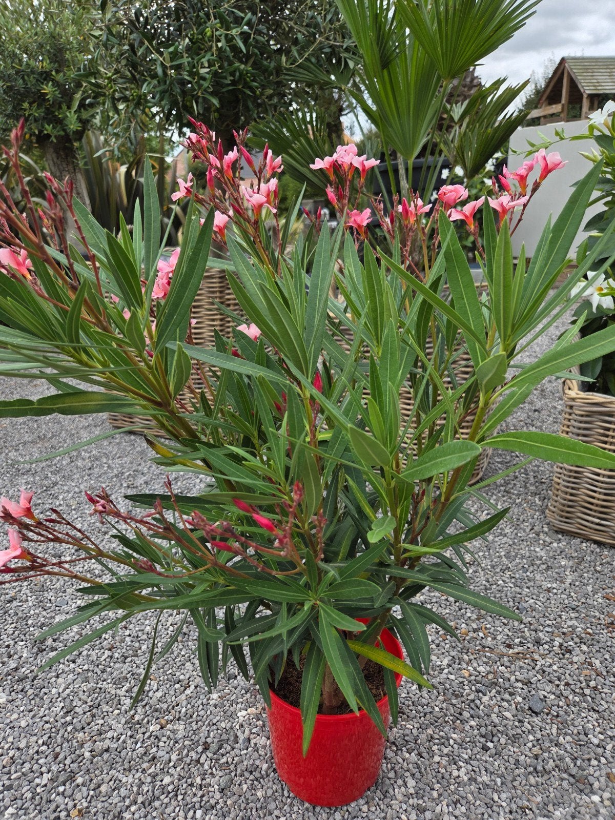 Nerium Oleander, Jardin & Terrasse, Plantes | Jardin, Enlèvement