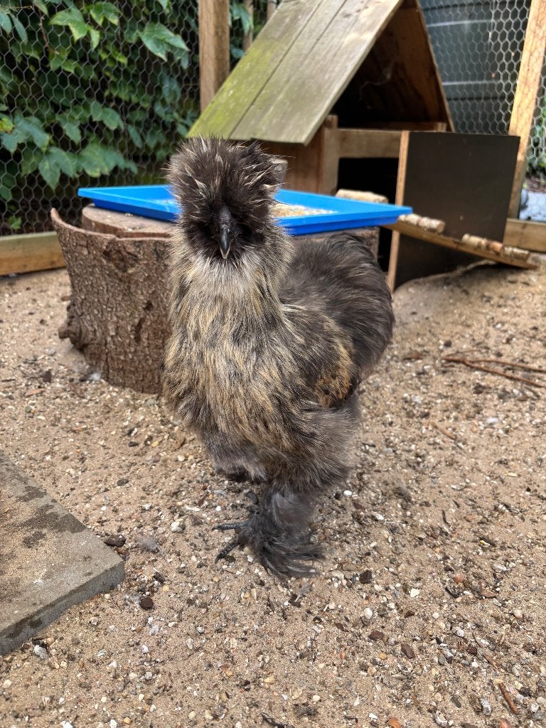 Zijdehoen haantje, Dieren en Toebehoren, Pluimvee, Mannelijk, Kip