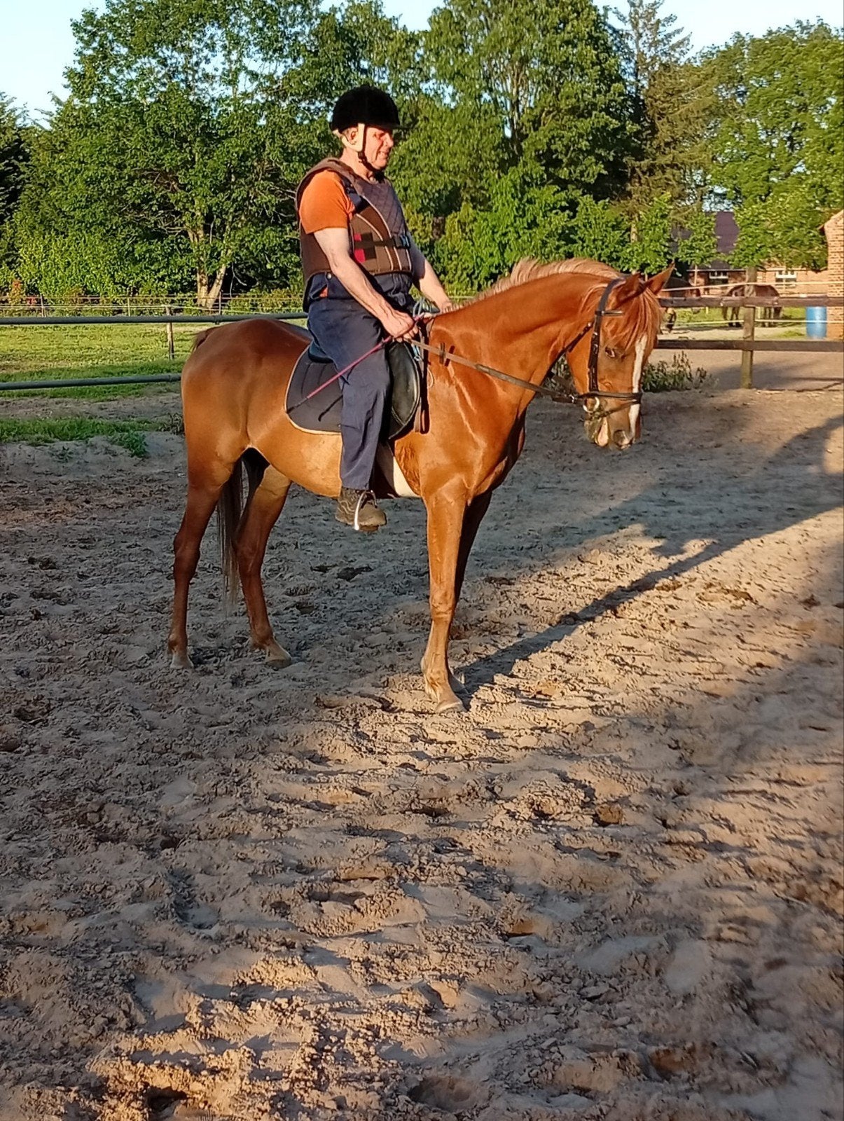 Arabieren, Dieren en Toebehoren, Zadelmak