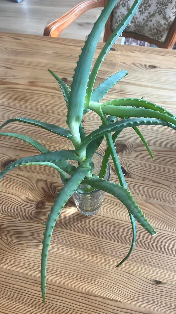 Bouture aloe vera à planter, Enlèvement, En pot