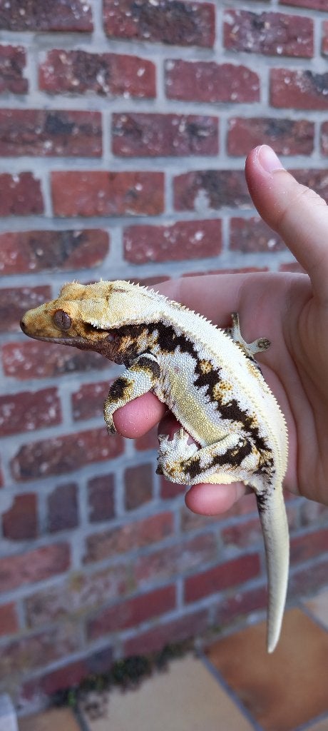 PET ONLY wimpergekko vrouw, Dieren en Toebehoren, Reptielen en Amfibieën, Hagedis, Tam, 0 tot 2 jaar