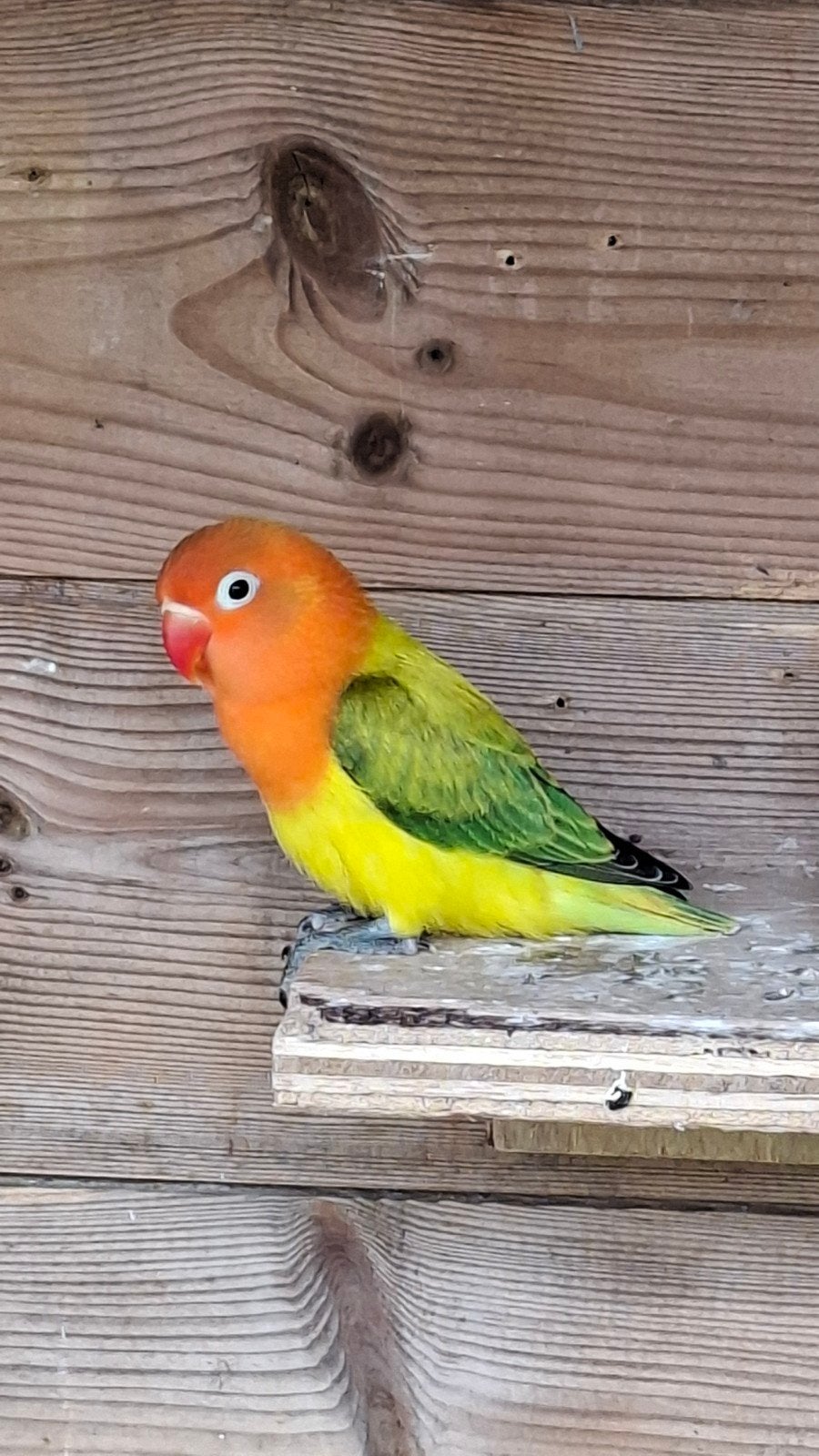 Dwergpapegaai agapornis fisherie, Plusieurs animaux, Perroquet nain ou Inséparable, Bagué