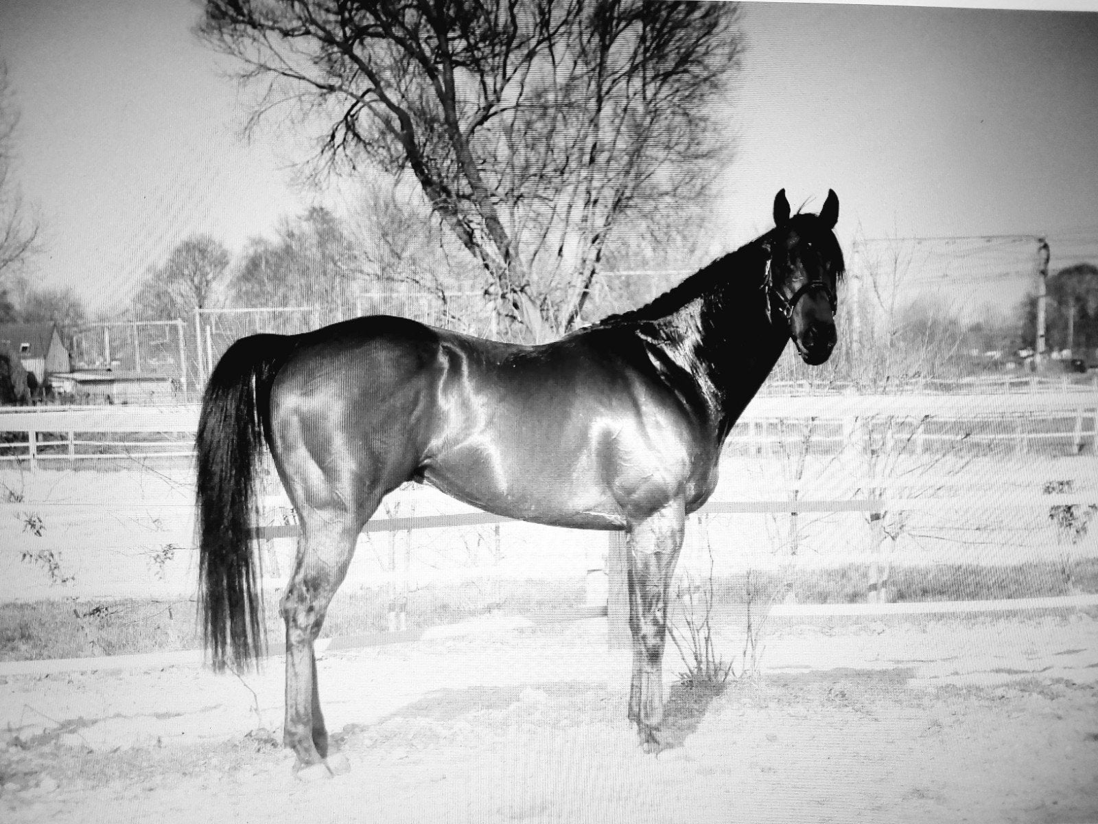 sbs gekeurde dekhengst, Animaux & Accessoires, 11 ans ou plus, Avec pedigree, 165 à 170 cm, Étalon