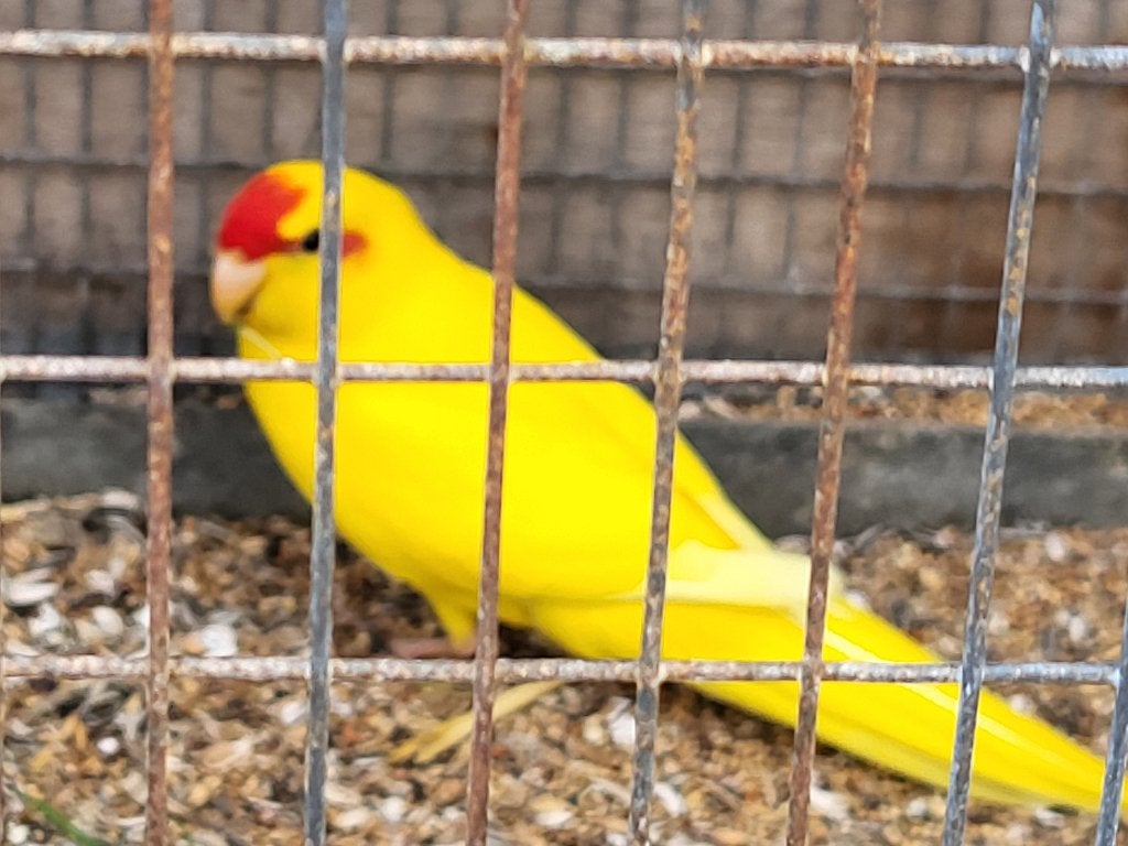 Kakariki lutino geel, Mâle, Perruche