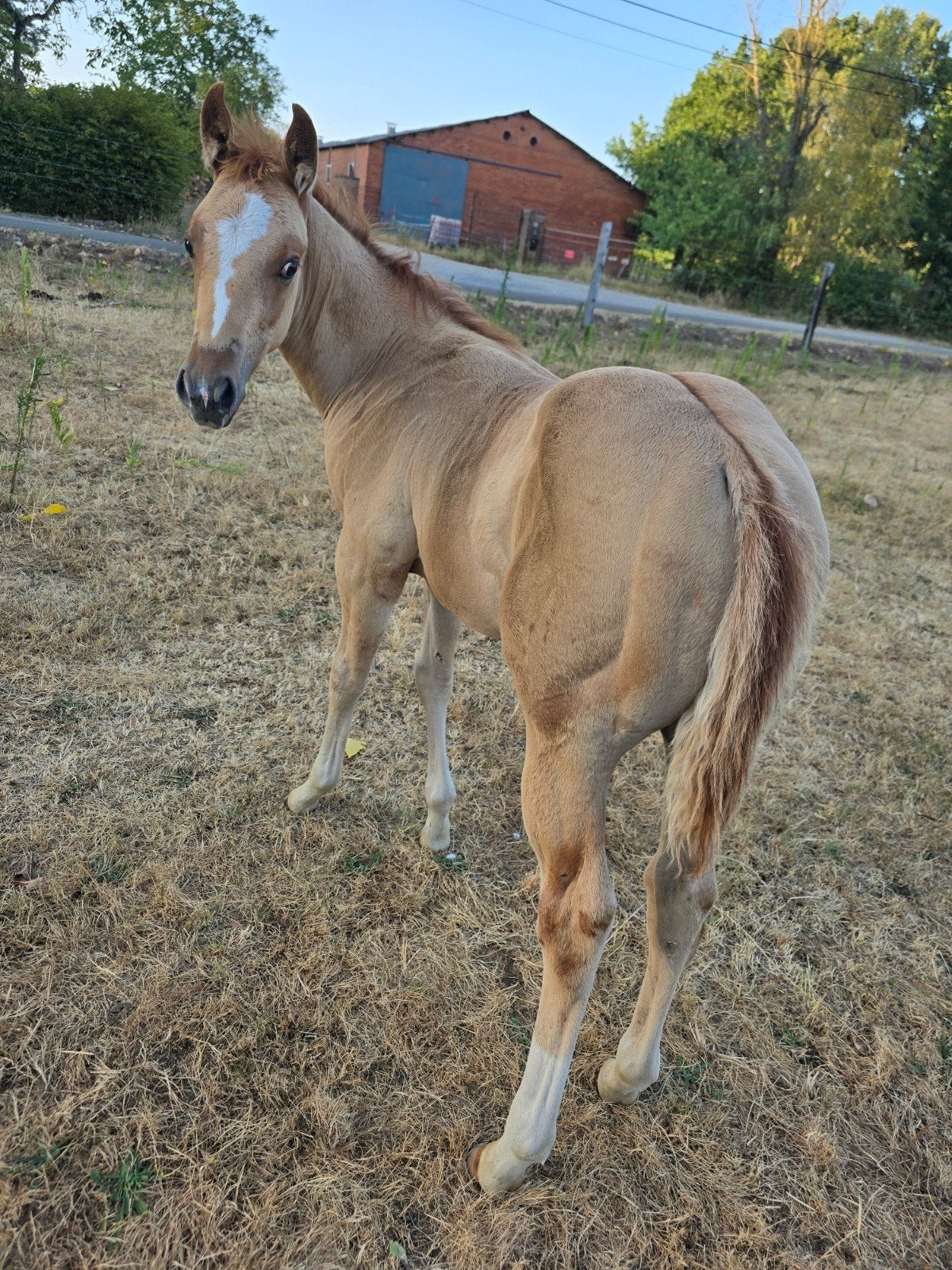 kwaliteit en kleur quarter hengsten veulen, Dieren en Toebehoren, Westernpaard