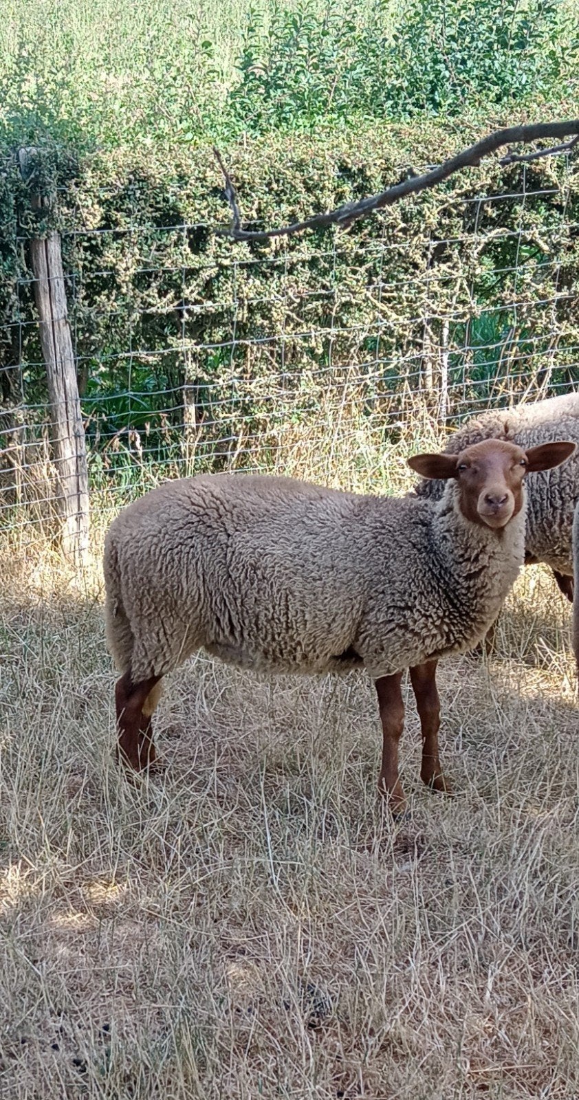 Mooie jonge ooi Ardense Voskop ingeschreven in stamboek Sle., Dieren en Toebehoren, Schapen, Geiten en Varkens, Vrouwelijk, Schaap