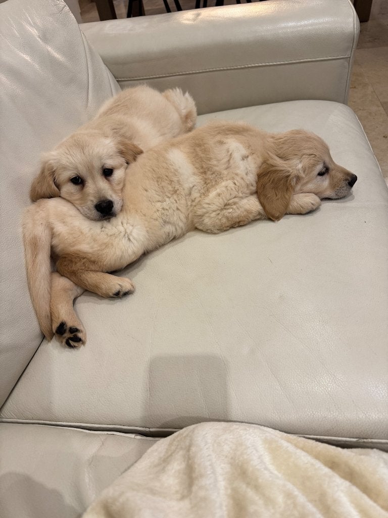 Prachtige golden retrieverpups, Golden retriever, België, Fokker | Hobbymatig, Reu