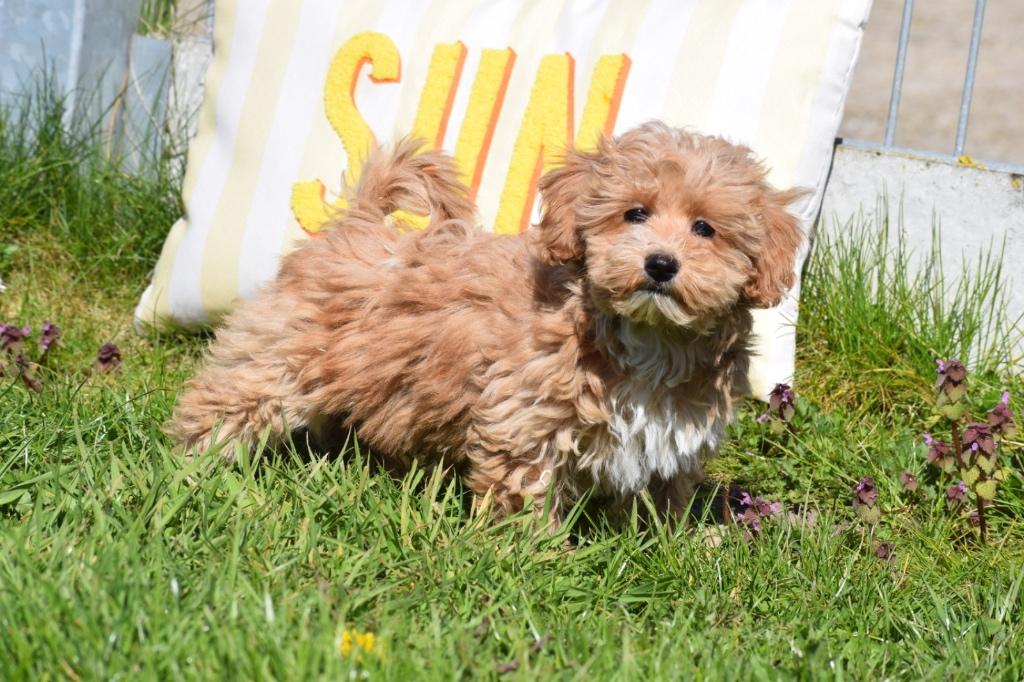 Maltipoo pups alle kleuren, Dieren en Toebehoren, België, Overige rassen, 8 tot 15 weken, Parvo