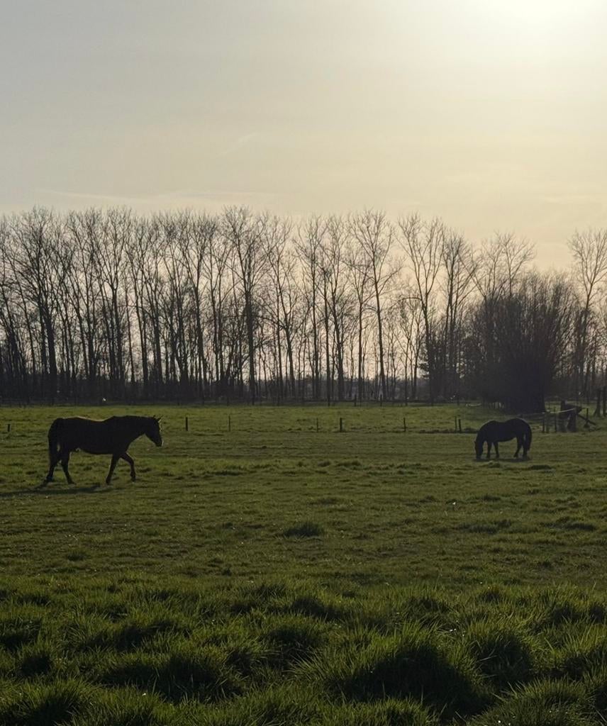 Pension prairie, Pâturage, 4 chevaux ou poneys ou plus