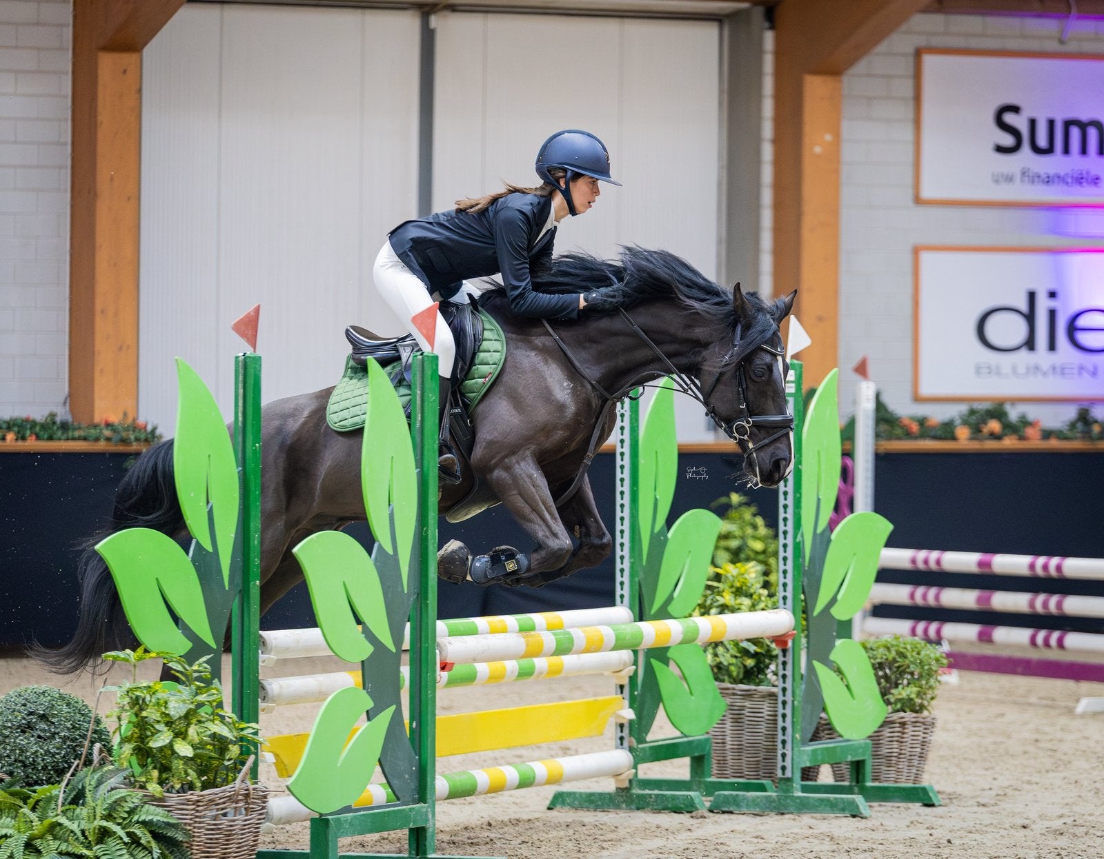 Halve stal gezocht, Poney de saut