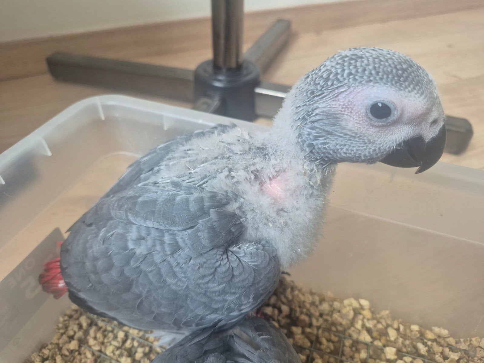 Grijzeroodstaart papegaai, Dieren en Toebehoren, Papegaai, Geringd