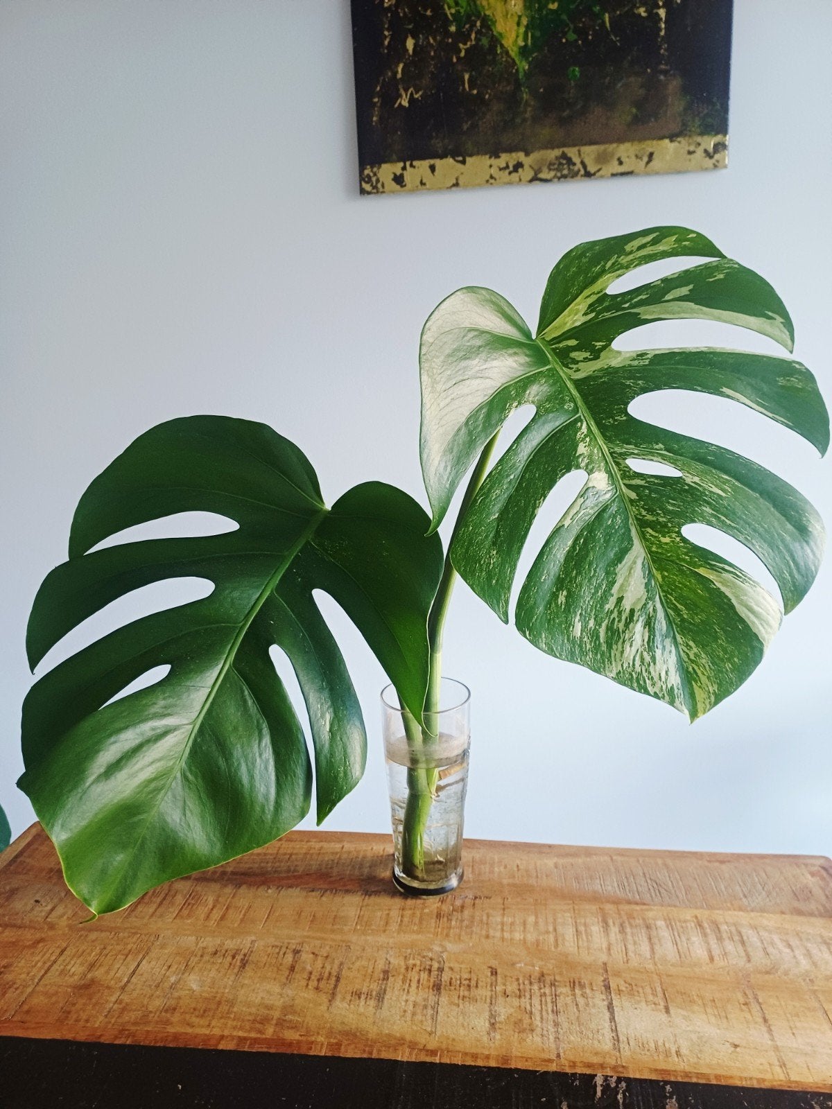 Monstera Deliciosa Albo variegata, Autres espèces, Moins de 100 cm, Enlèvement, Plante verte