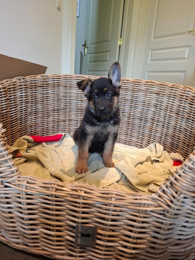 Duitse herder pups, Dieren en Toebehoren, Honden | Herdershonden en Veedrijvers, Parvo, België, Reu, 8 tot 15 weken
