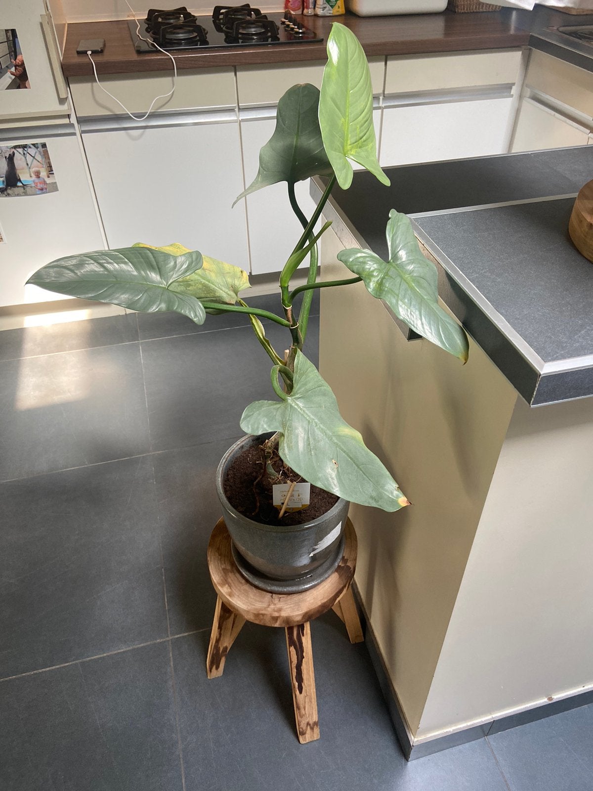 Monstera – stijlvolle kamerplant, Enlèvement