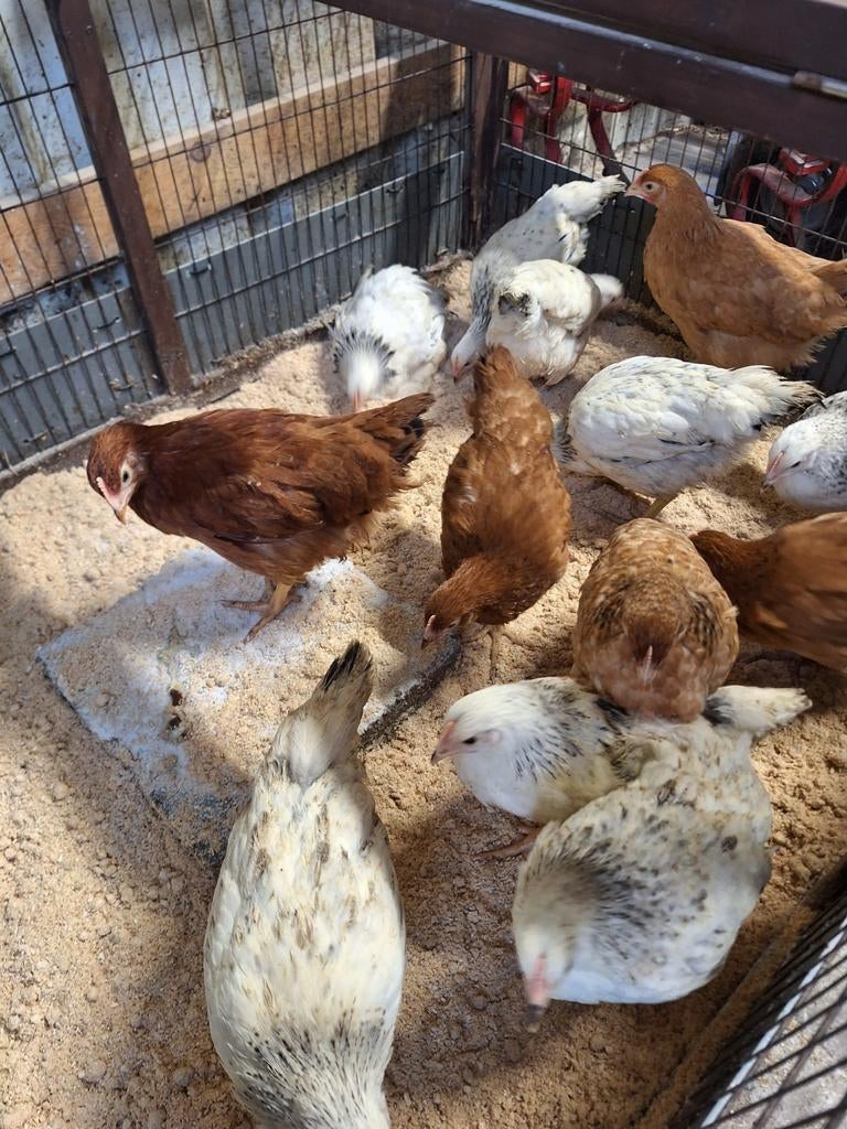 Jonge legkippen, Dieren en Toebehoren, Pluimvee
