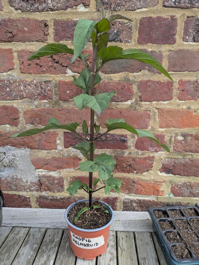 Figwort noueux, Enlèvement