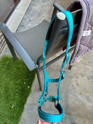 Halsters, Animaux & Accessoires, Chevaux & Poneys | Brides & Harnachement, Licou, Autres marques, Autres tailles, Autres couleurs