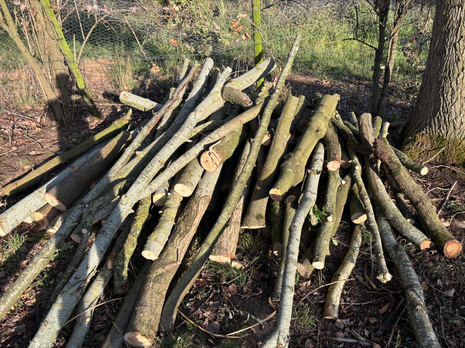 Brandhout, Enlèvement, Chêne, Troncs d'arbres
