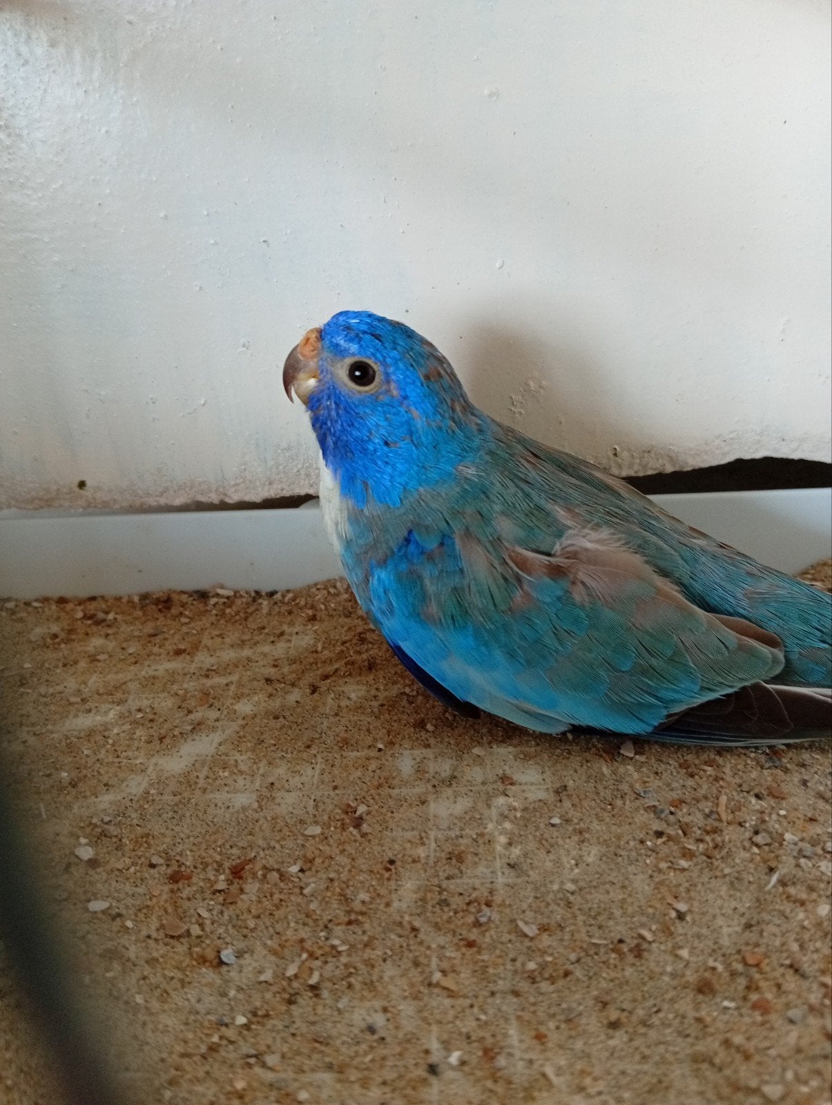 Cinnamon blauw ef violet 23 Splendid, Dieren en Toebehoren, Geringd