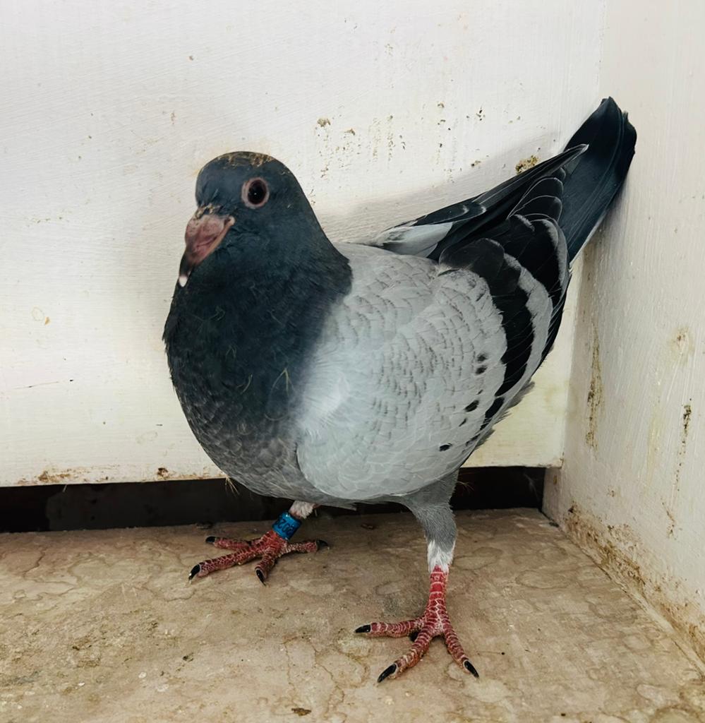 Enkele jonge uit de kwekers, Animaux & Accessoires, Plusieurs animaux, Pigeon voyageur