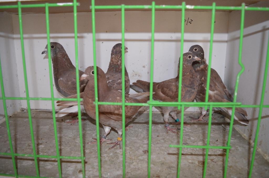 kleurpostduiven, Dieren en Toebehoren, Vogels | Duiven, Postduif