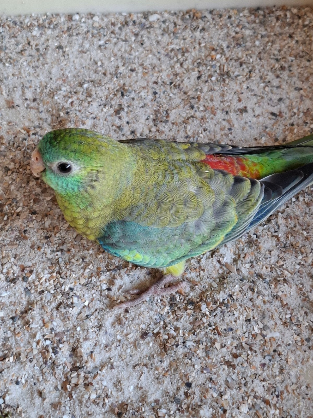 Roodruggen, Dieren en Toebehoren, Geringd