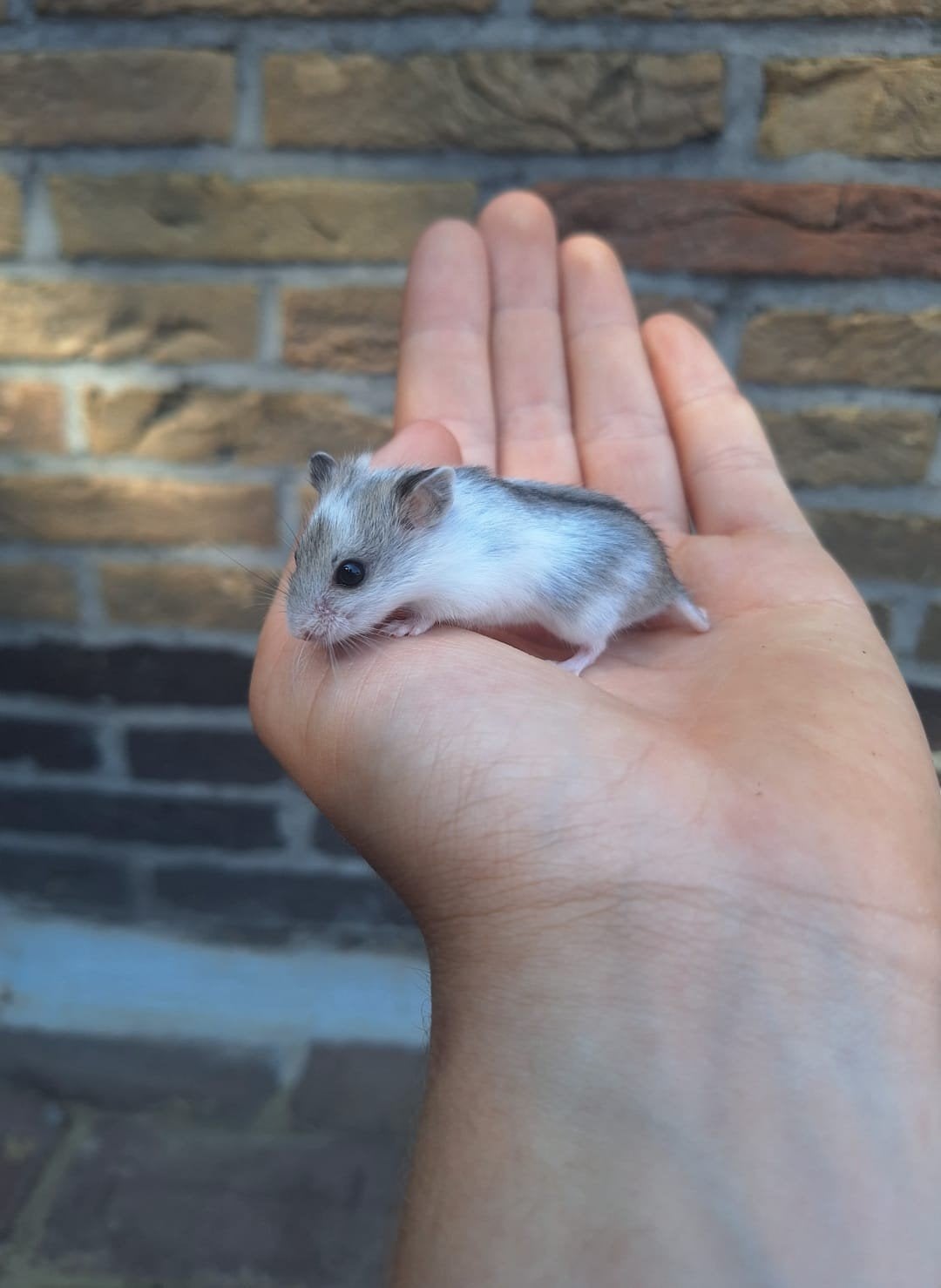 Jonge chinese dwerghamsters, verschillende kleuren, tam, April, Hamster, Tam