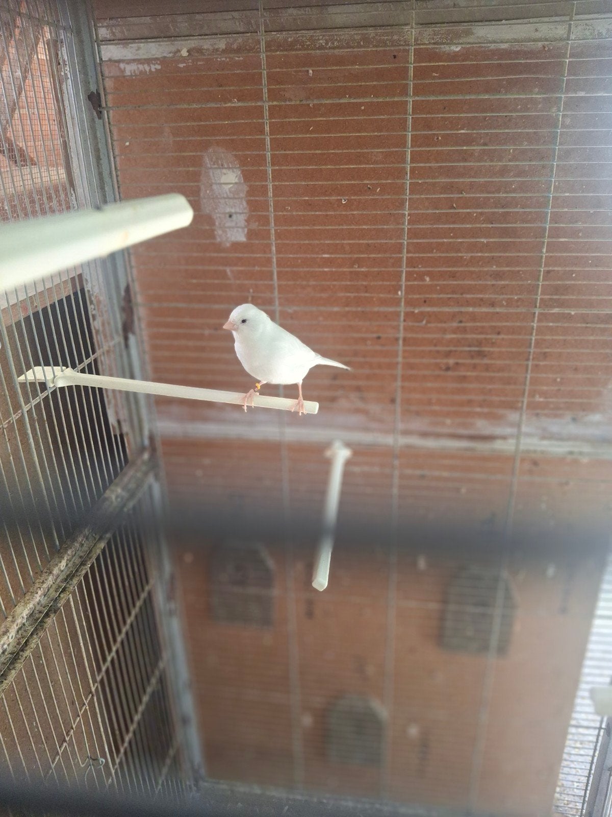 mooie witte kanarieman te koop, Dieren en Toebehoren, Mannelijk, Kleurkanarie