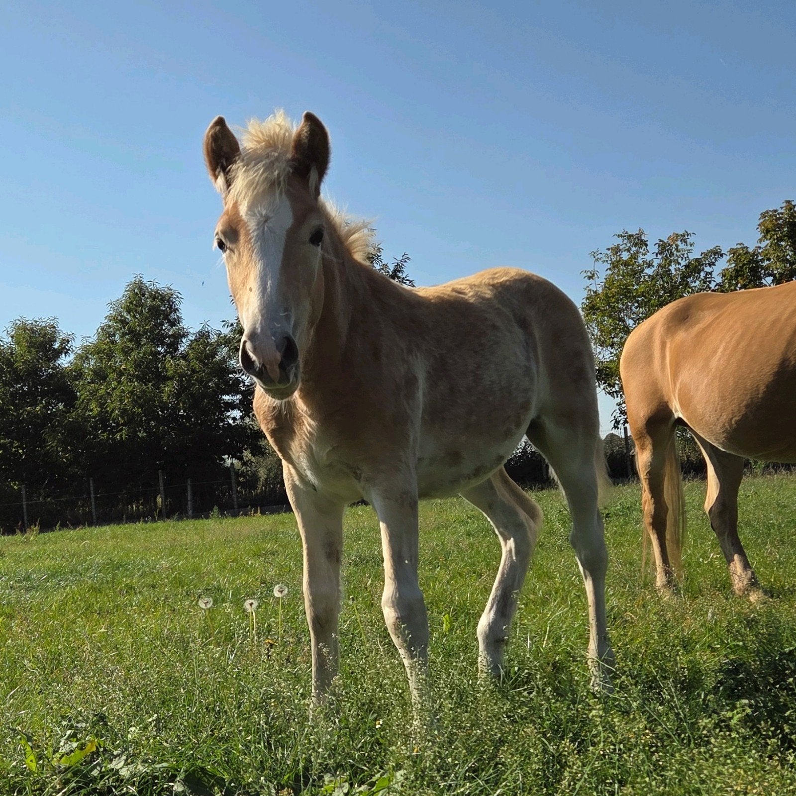 merrie haflinger, Animaux & Accessoires