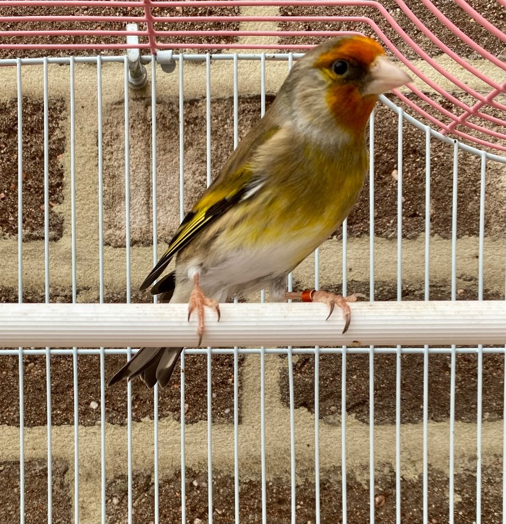 Bastaard putter x kanarie man, Dieren en Toebehoren, Vogels | Kanaries, Mannelijk, Bastaard
