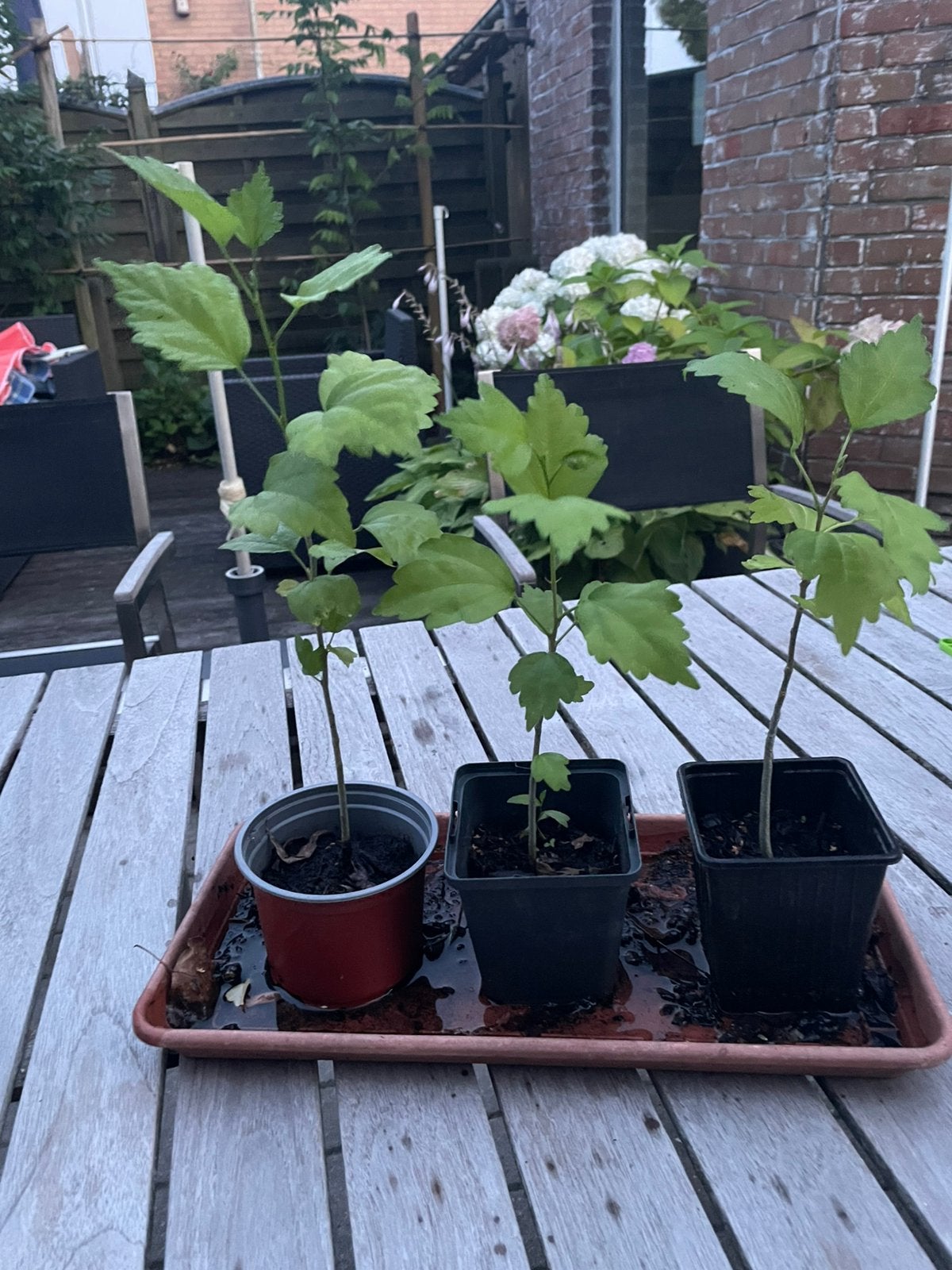 Mooie hibiscusplantjes 20 cm, Enlèvement, Plante fixe