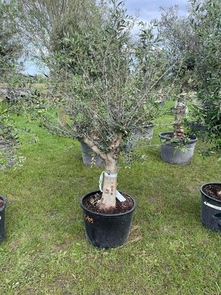 ‼️olijfbomen olea europaea aan promoprijzen ‼️, Tuin en Terras, Ophalen