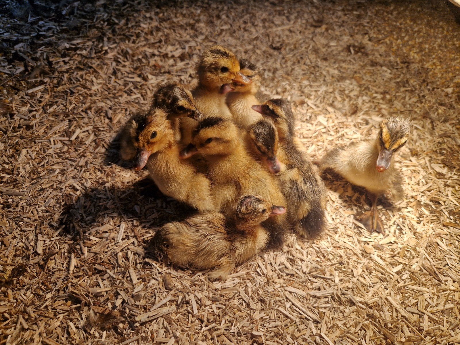 Rouaan eenden eendagskuikens, Dieren en Toebehoren, Pluimvee, Meerdere dieren, Eend