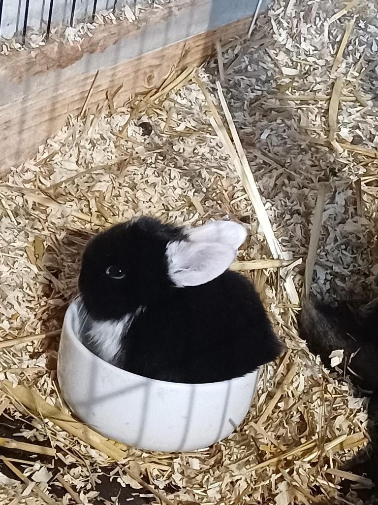 Konijntjes, Dieren en Toebehoren, Konijnen, Hangoor