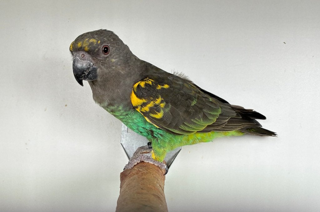 1-0 Poicephalus Meyeri Saturatus 2025, Mannelijk, Papegaai, Geringd