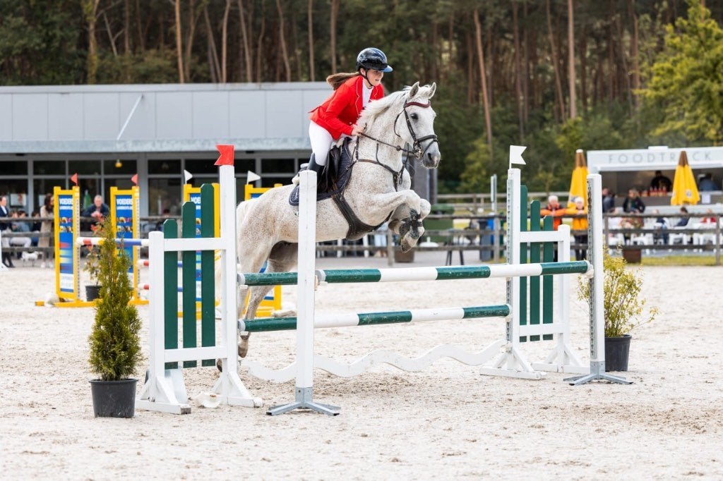 Gezocht! Springpaard, Merrie, Springpaard, Zadelmak, Gechipt