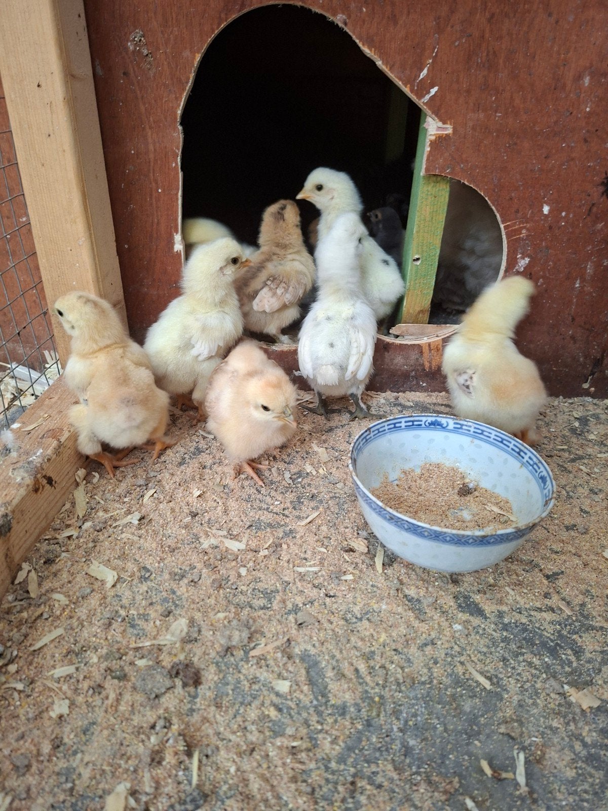 Kuikens van 2 maanden oud, Dieren en Toebehoren, Pluimvee