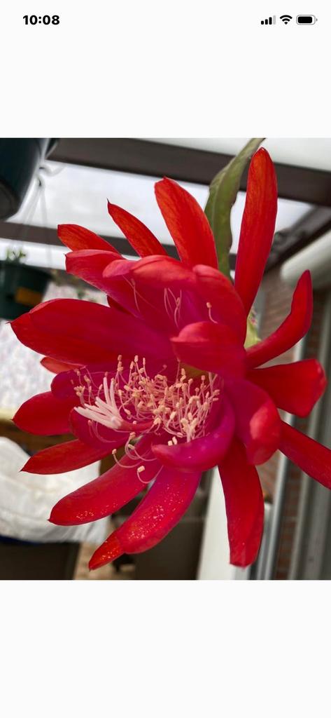 Epiphyllum blad te koop.Denk Capelleanus grote mooie rode bl, Enlèvement